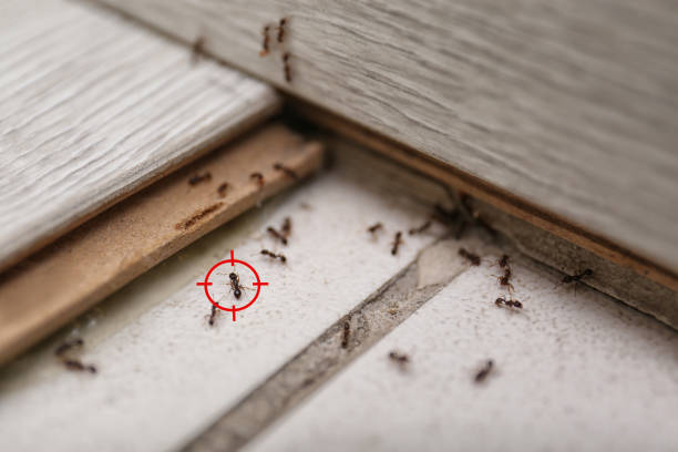 Best Affordable Pest Control Services  in Norwood, OK