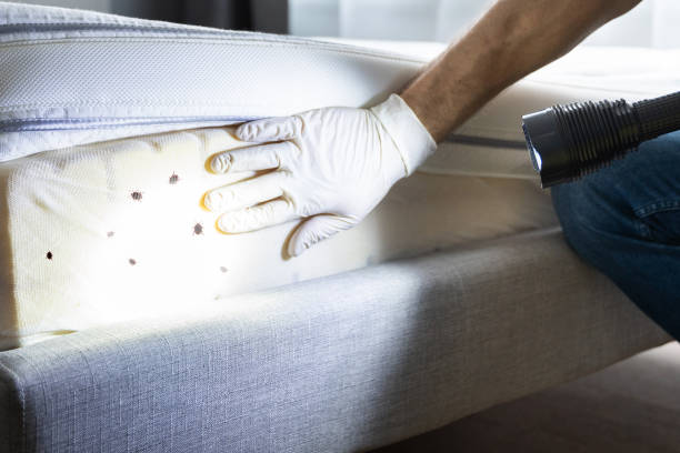 Best Best Pest Control Companies  in Norwood, OK
