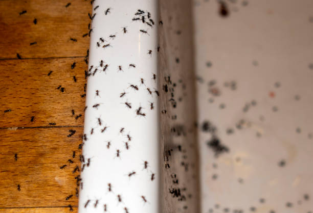 Best Pest Prevention Services  in Norwood, OK