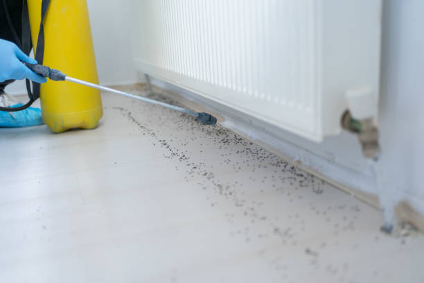 Best Flea Control Services  in Norwood, OK